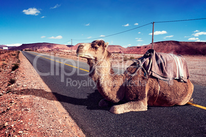 Road trips and adventures.Morocco landscape.dromedary ride
