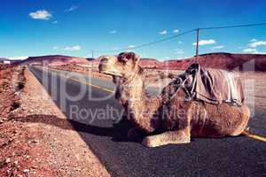 Road trips and adventures.Morocco landscape.dromedary ride
