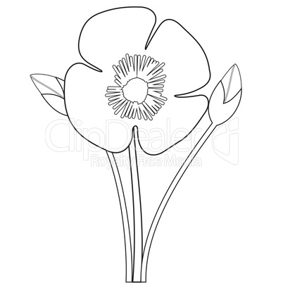 Poppy flower outlines