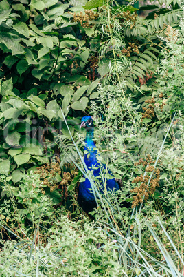 Male peacock in bush.
