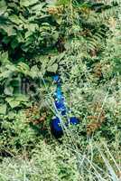 Male peacock in bush.