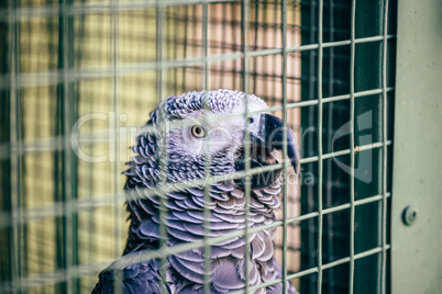 Grey parrot in a cage.