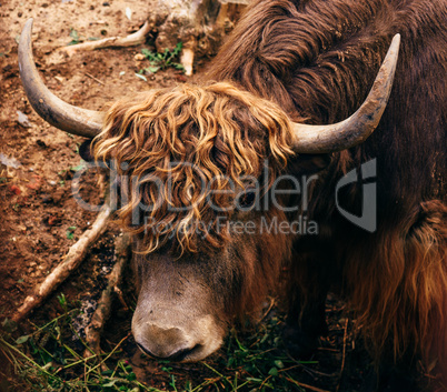 Young yak with small horns.