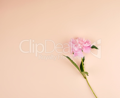 blooming pink peony on a peach background