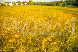 barley, field with growing plants in summer in Germany