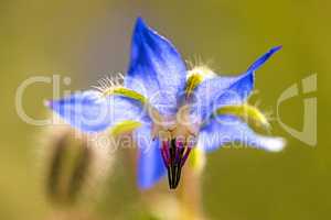 Borage, spice and medicinal herb with flower