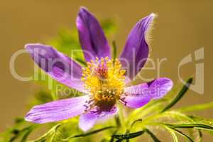 common pasque flower with flower