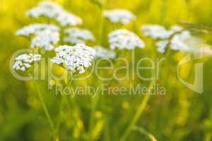 common yarrow, medicinal herb in a meadow in Germany