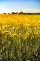 barley, field with growing plants in summer in Germany