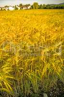 barley, field with growing plants in summer in Germany