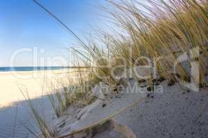 beach grass on a beach of the Baltic sea in back lighting