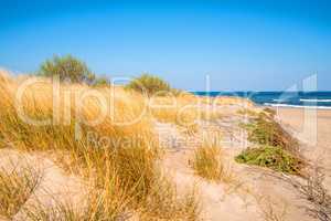 beach of the Baltic sea with dunes and beach grass