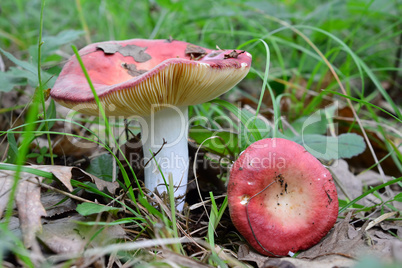 Summer edible Russula aurora or Dawn Brittlegill mushroom