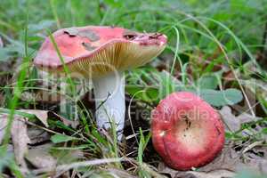 Summer edible Russula aurora or Dawn Brittlegill mushroom