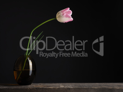 Pink tulip on a dark background