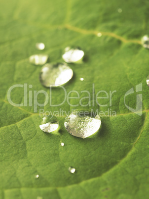 Drops of water on a green leaf