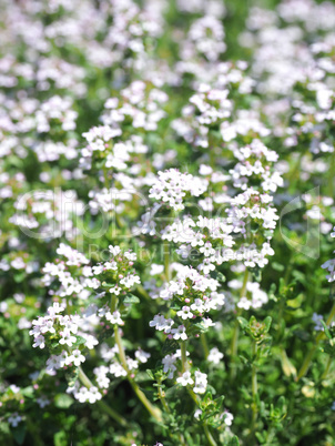 Blooming thyme in a herb garden