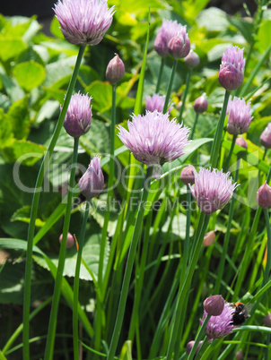 Flowering chive