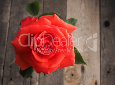 Beautiful red rose on a table