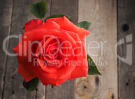 Beautiful red rose on a table