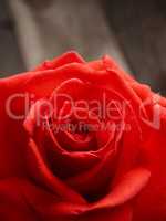 Beautiful single red rose