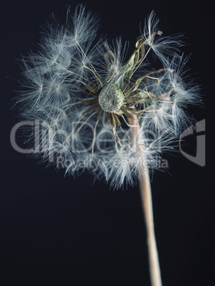 Dandelion seed head