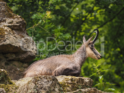 Young chamois