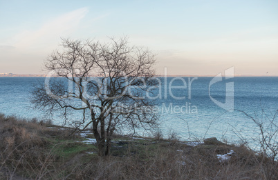 Lonely tree in winter