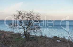 Lonely tree in winter