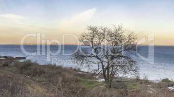 Lonely tree in winter