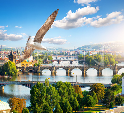 Row of bridges in Prague