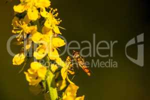 marmalade hoverfly on common agrimony flower