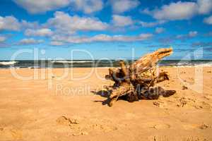 Driftwood at a beach of the Baltic Sea