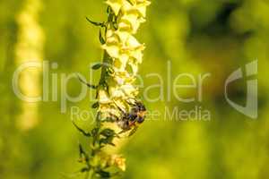 buff-tailed bumblebee on yellow foxglove