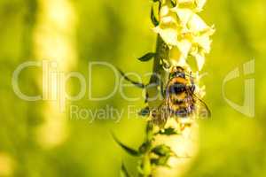 buff-tailed bumblebee on yellow foxglove