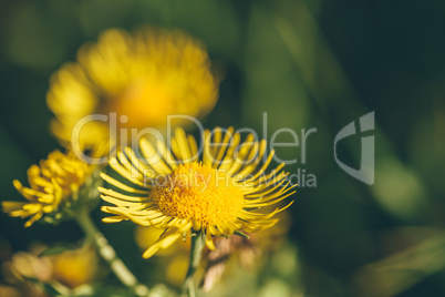 Beautiful yellow flowers.