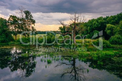 Dead Tree on Pond Shore with Reflection on Water.