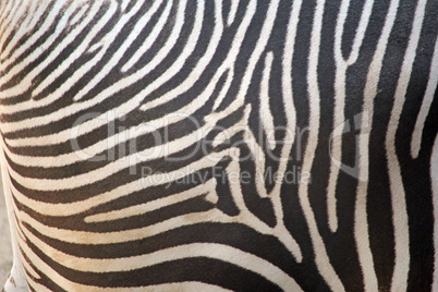 Zebra