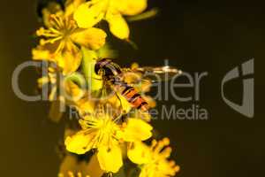 marmalade hoverfly on common agrimony flower