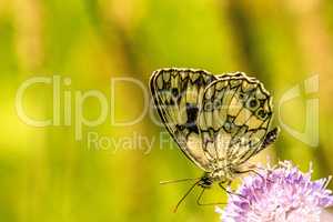 marbled white butterfly on Knautia