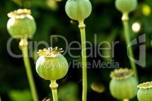 Opium poppy with capsule
