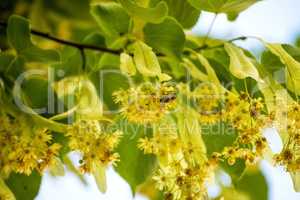 lime-tree blossom in summer