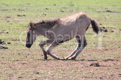 Wildpferde bei Dülmen