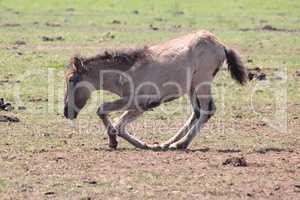 Wildpferde bei Dülmen