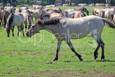 Wildpferde bei Dülmen