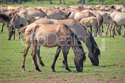 Wildpferde bei Dülmen