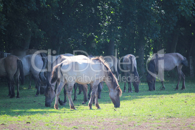 Wildpferde bei Dülmen