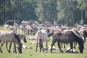 Wildpferde bei Dülmen