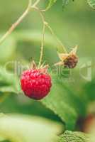 Raspberry with Leaves on a Branch.