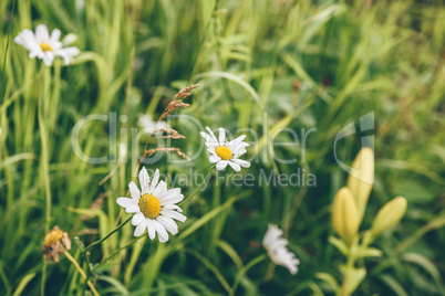 Daisy Flowers on Lawn.